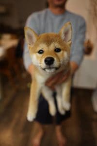 21 Incredibly Adorable Pups That Will Melt Your Heart .. - BarkStory