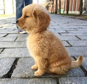 21 Incredibly Adorable Pups That Will Melt Your Heart .. - BarkStory