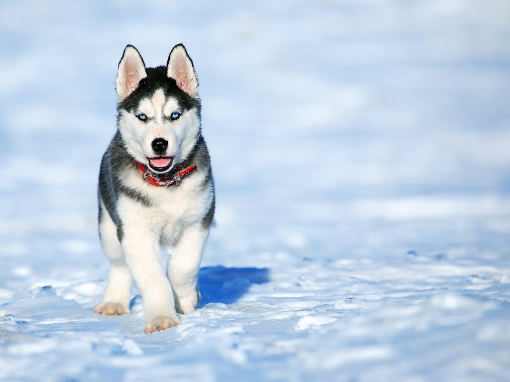 The Siberian Husky is not easy to own for first time dog owner