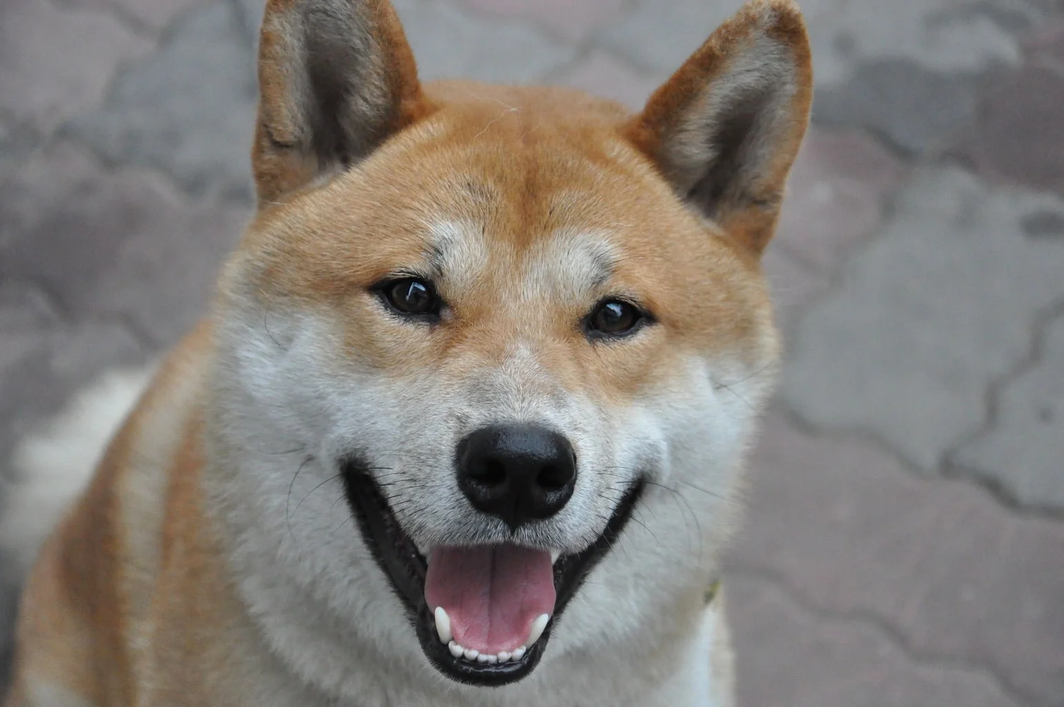 are shiba inus good for allergy sufferers