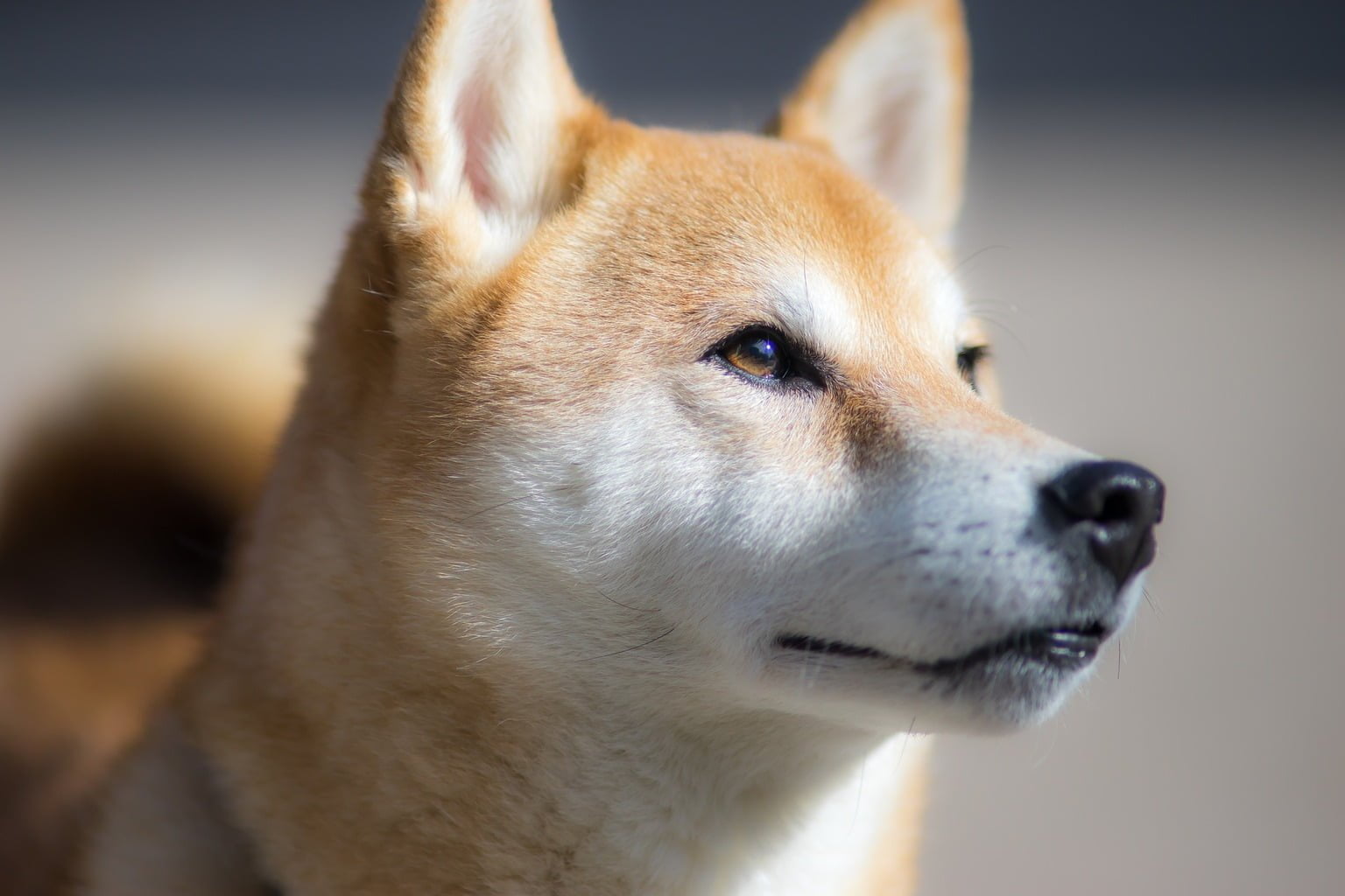 Are shiba Inus good for first time owners