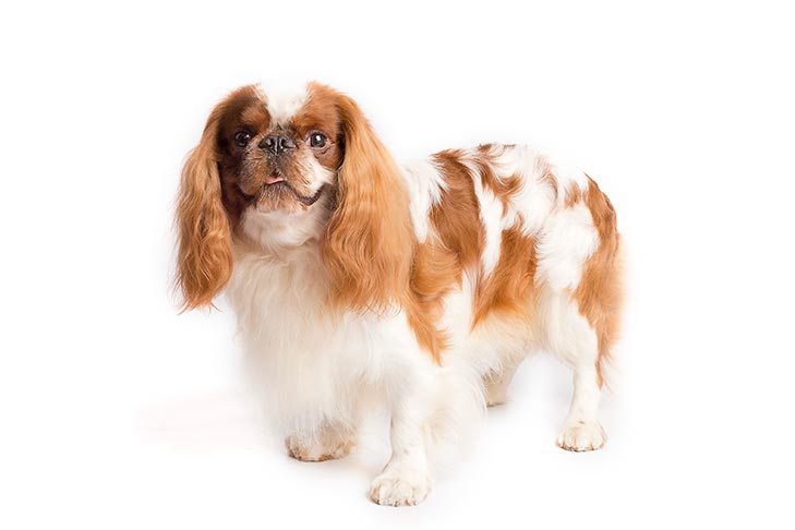 mellow dog - English Toy Spaniel