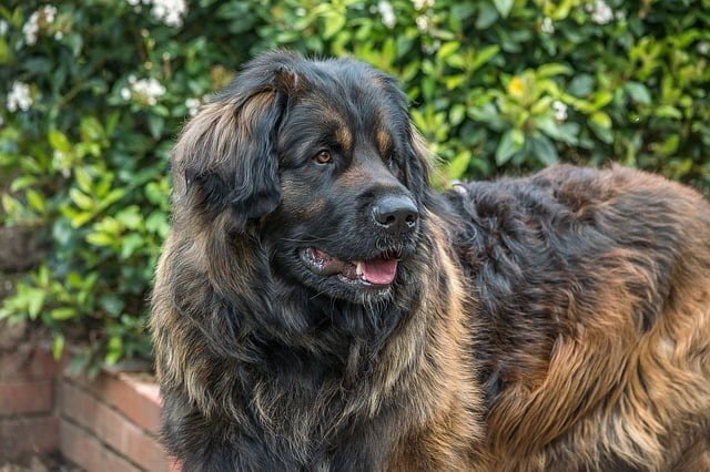 The Leonberger is a good large dog breed for first time owners