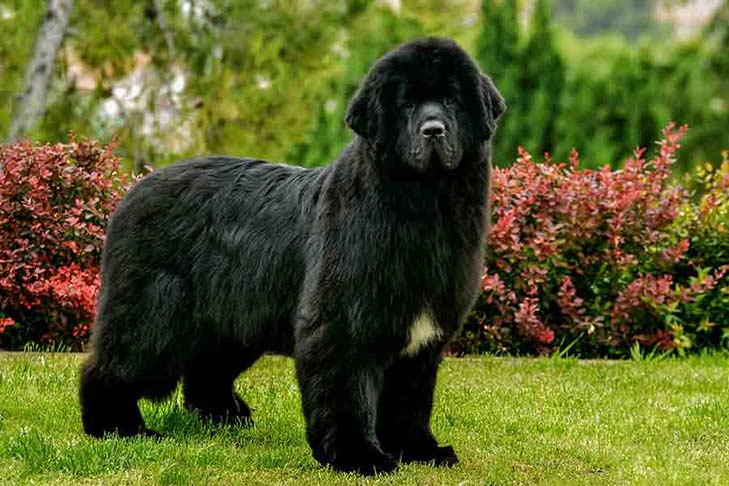 Large Dog Breeds for First Time Owners