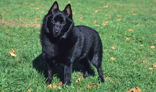 calmest dog breeds - Schipperke