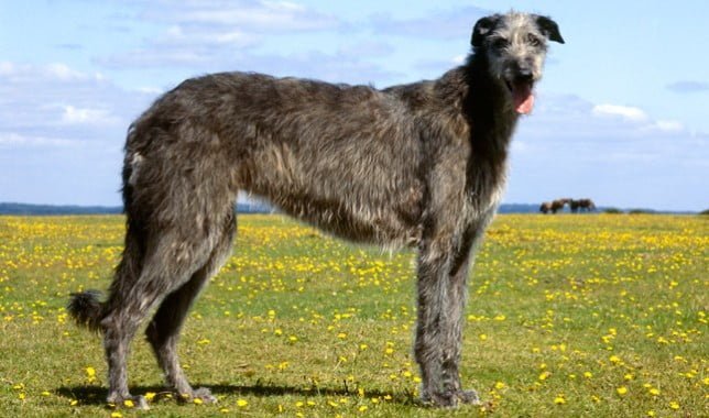 Scottish Deerhound