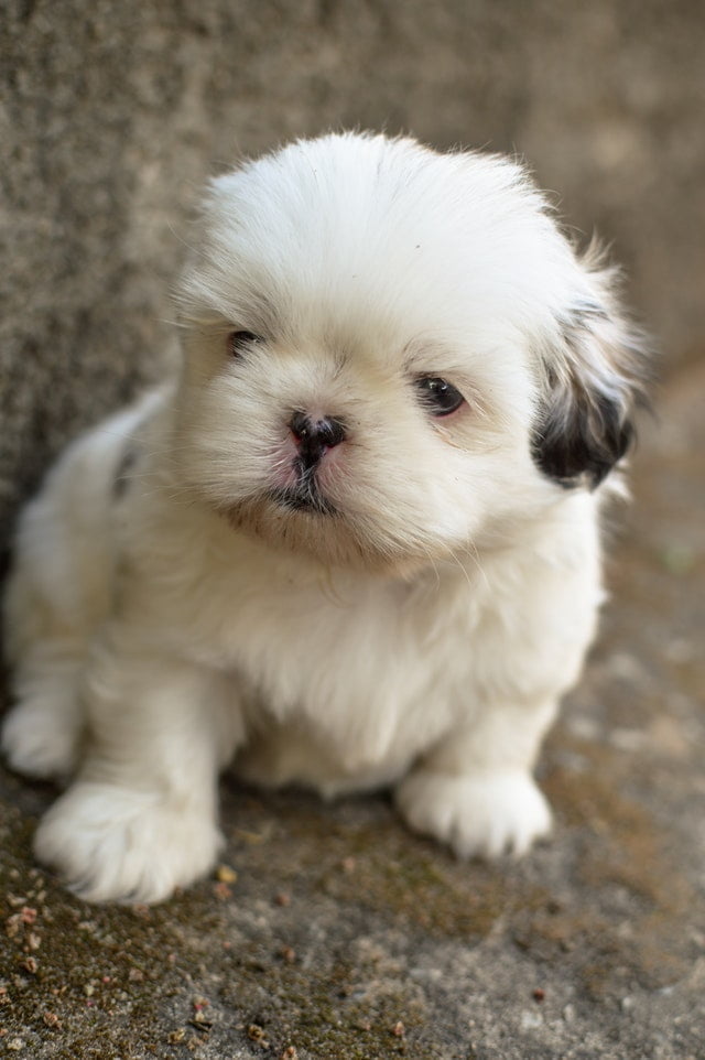 calmest dogs - Shih Tzu