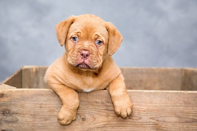 low maintenance dog - Dogue de Bordeaux