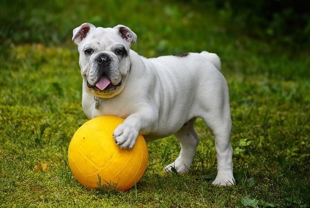 Bulldogs Are Born With Naturally Short Tails