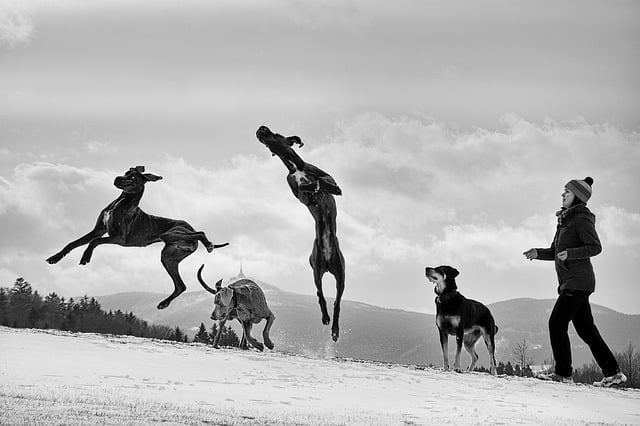 Great Danes are playful