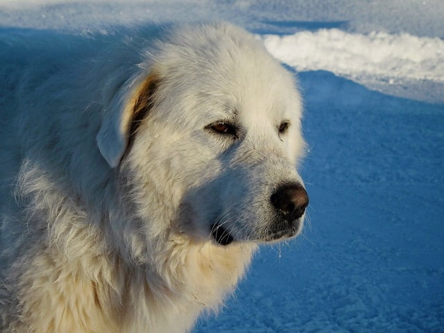 Easy going Great Pyrenees