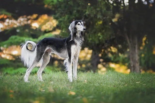 The Greyhound is a great large dog breed for a first time owner