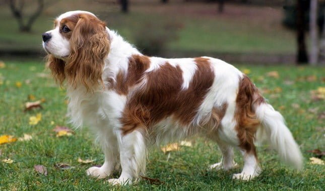 King Charles Spaniels are Born Without Long Tails