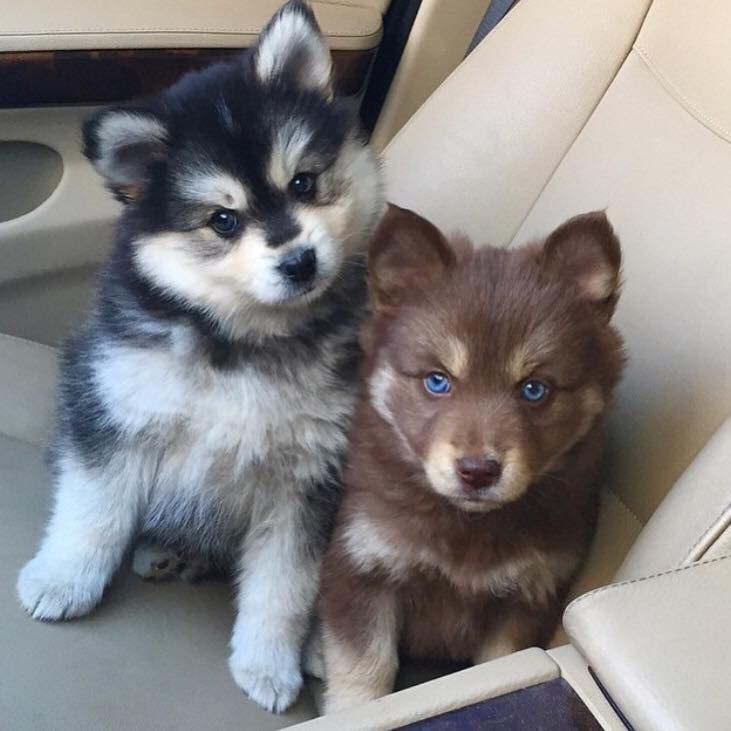 pomeranian husky mix full grown