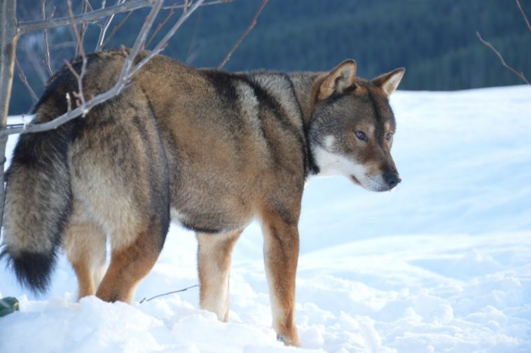 13 Dogs that are Closest to Wolves