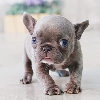 mini french bulldog