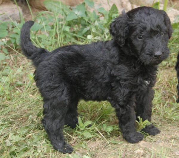 The Black Goldendoodle Everything You Need to Know