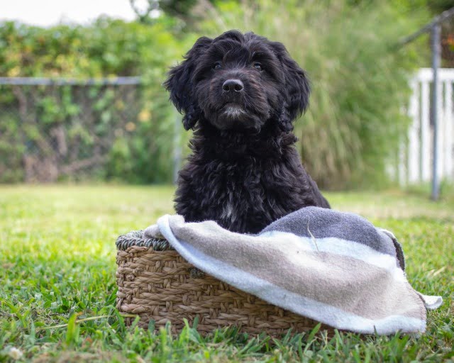 black goldendoodle