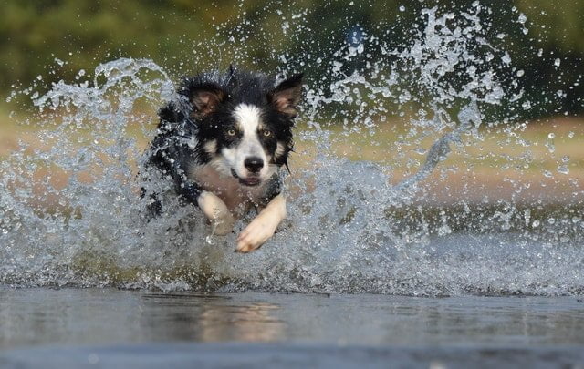 The Collie is a good large dog breed for first time owners