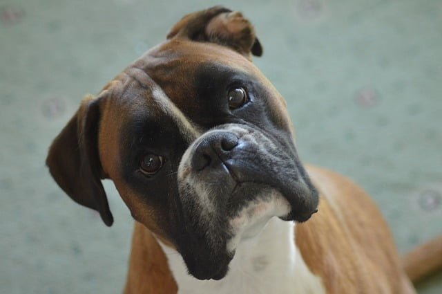 Brown and White Boxer