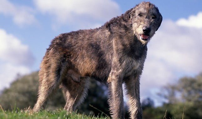 The Irish Wolfhound is a great large dog for a first time owner