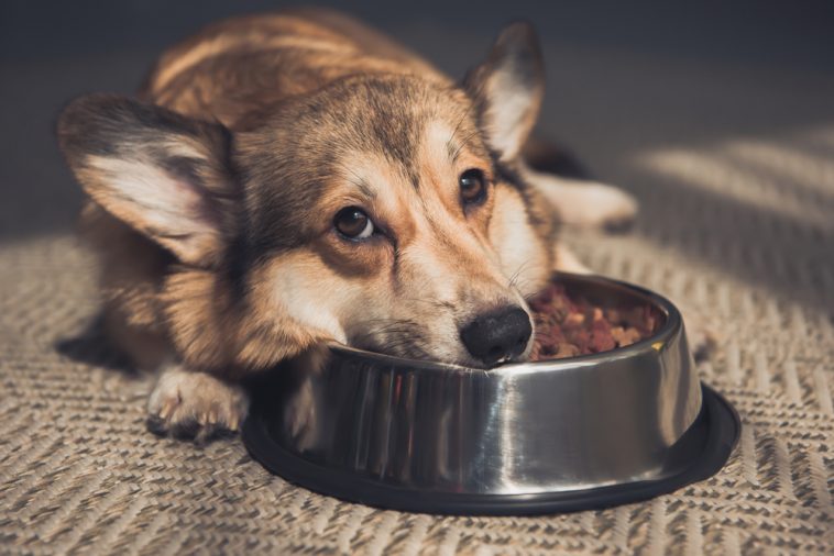 How to Get Your Picky Dog to Eat