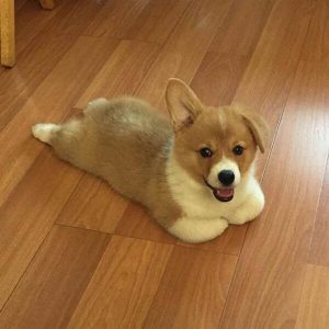 What is a Sploot? Why do dogs sploot? - BarkStory