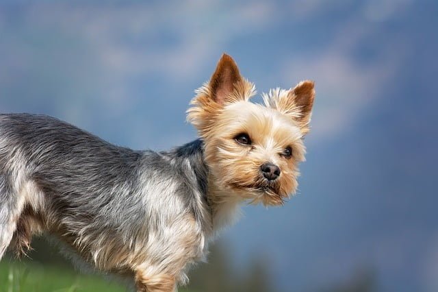 yorkshire terrier