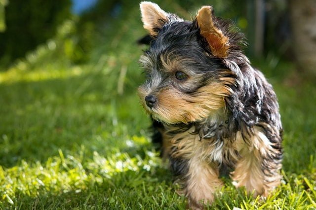 traditional yorkie