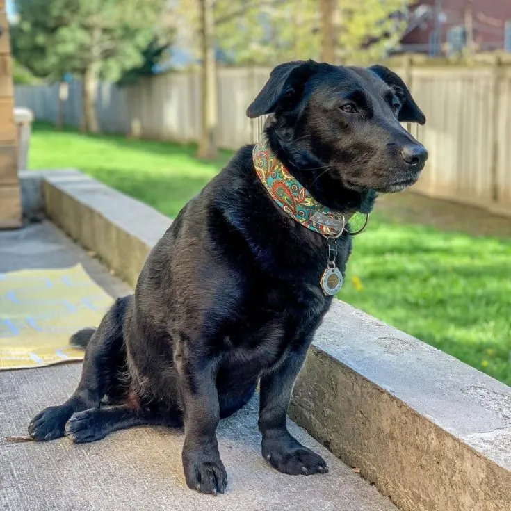 all black corgi