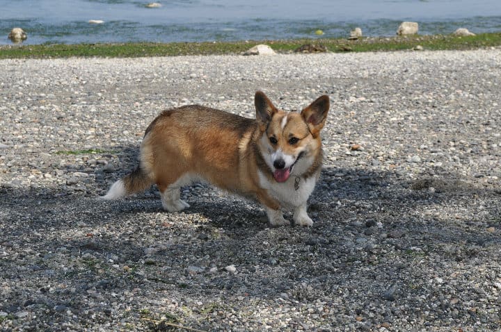 sable corgi