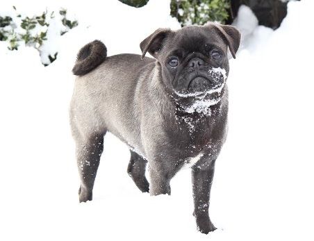 Black and Silver Pug