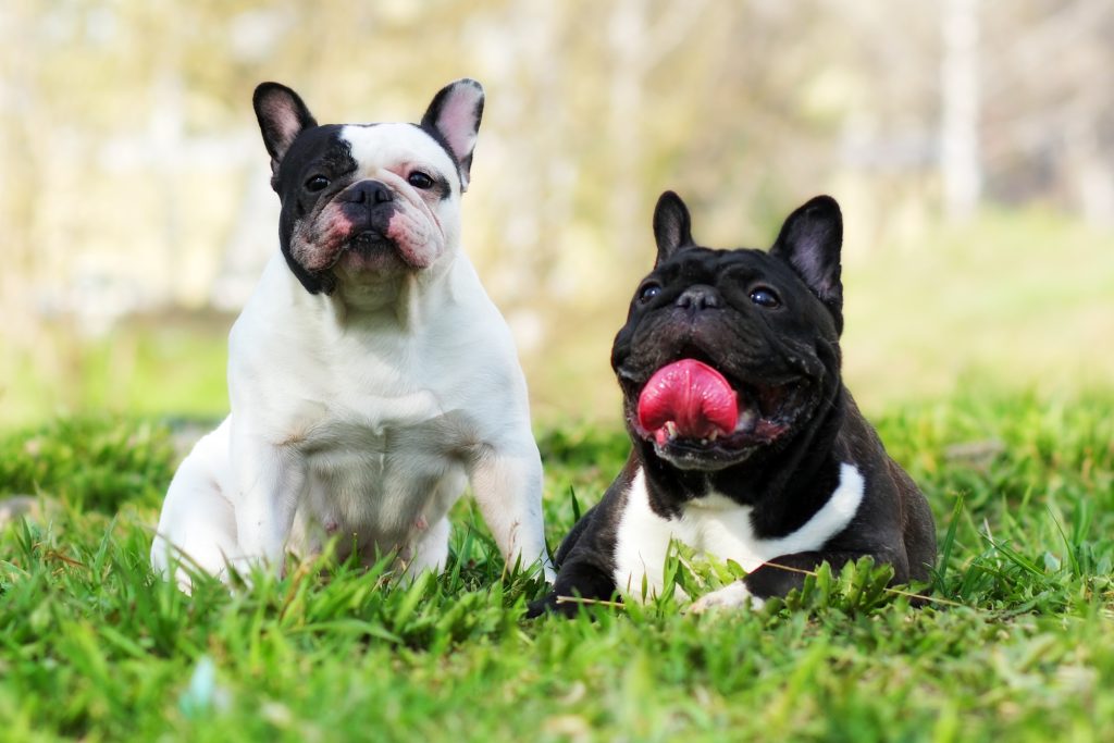 Two French Bulldogs sitting on the grass