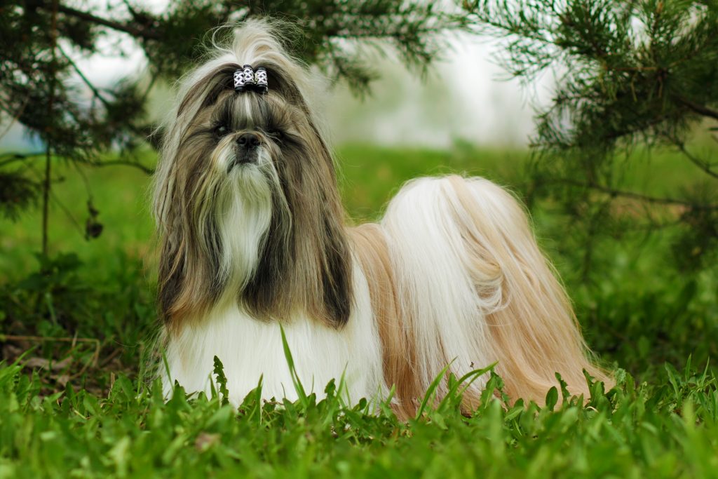 shih tzu