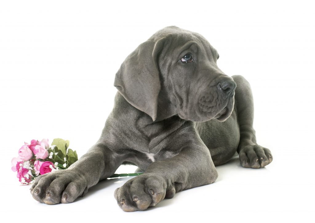 picture of black great dane puppy