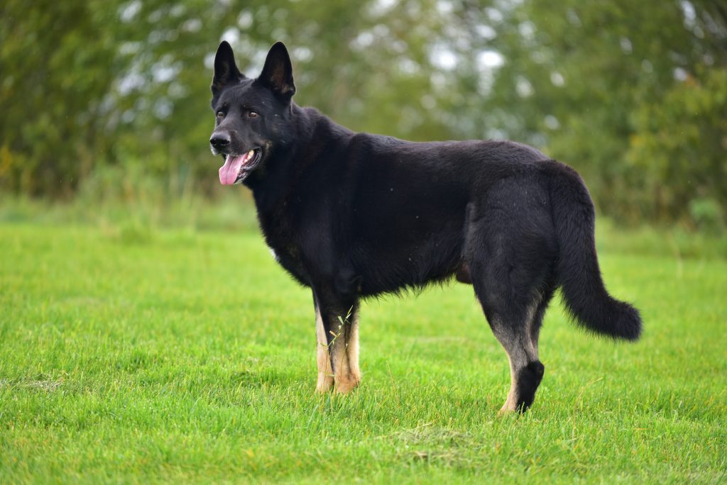 Black Great Dane German Shepherd Mix