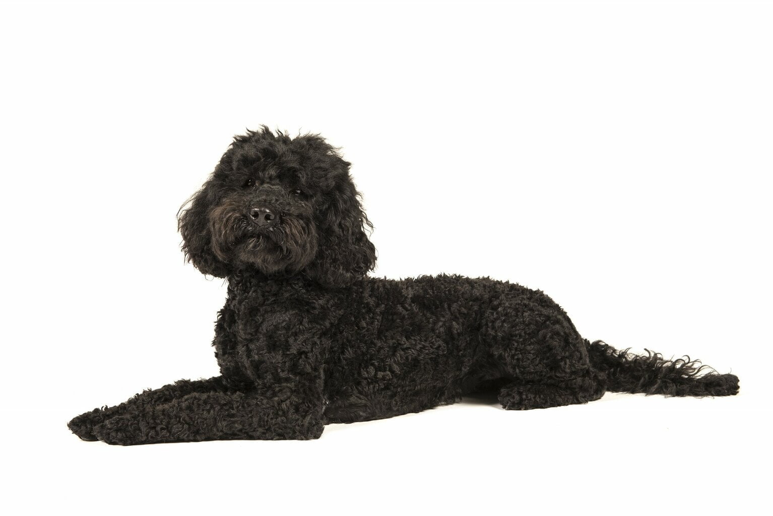 The Black Poodle All Sizes and Black Poodle Mixed Breeds