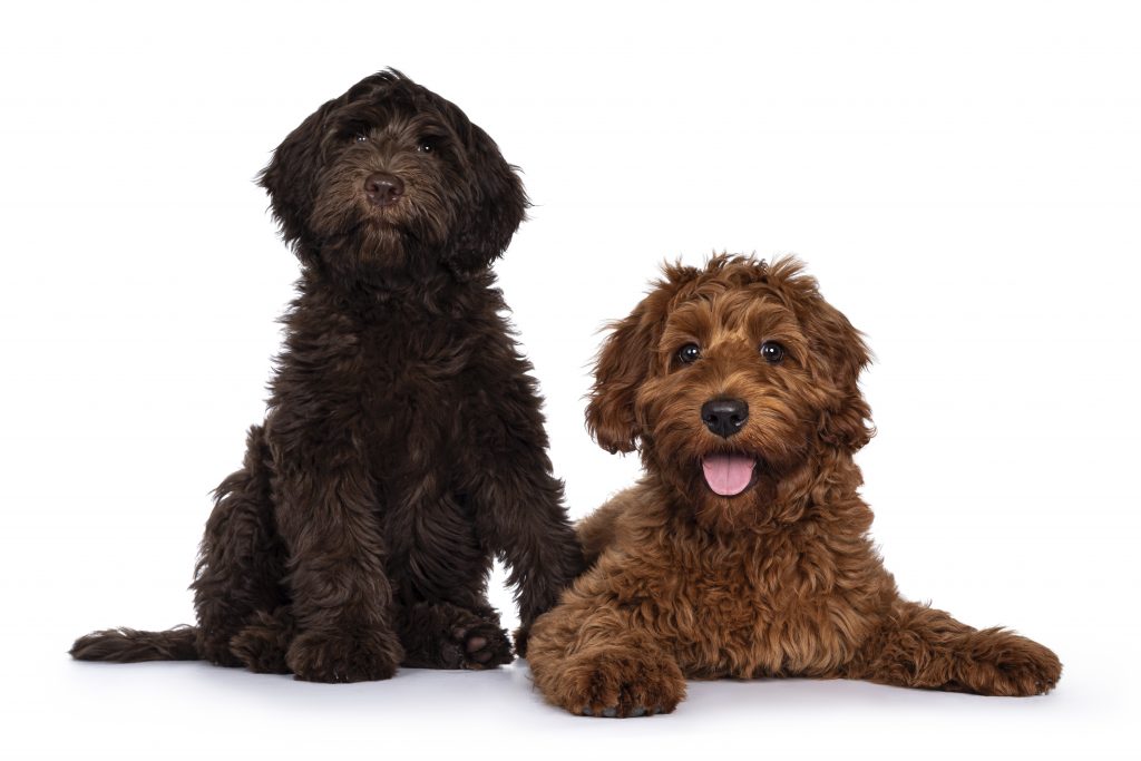 Red and chocolate Cobberdog aka Labradoodle pups, sitting and laying down together. Looking towards camera. Isolated on a white background.