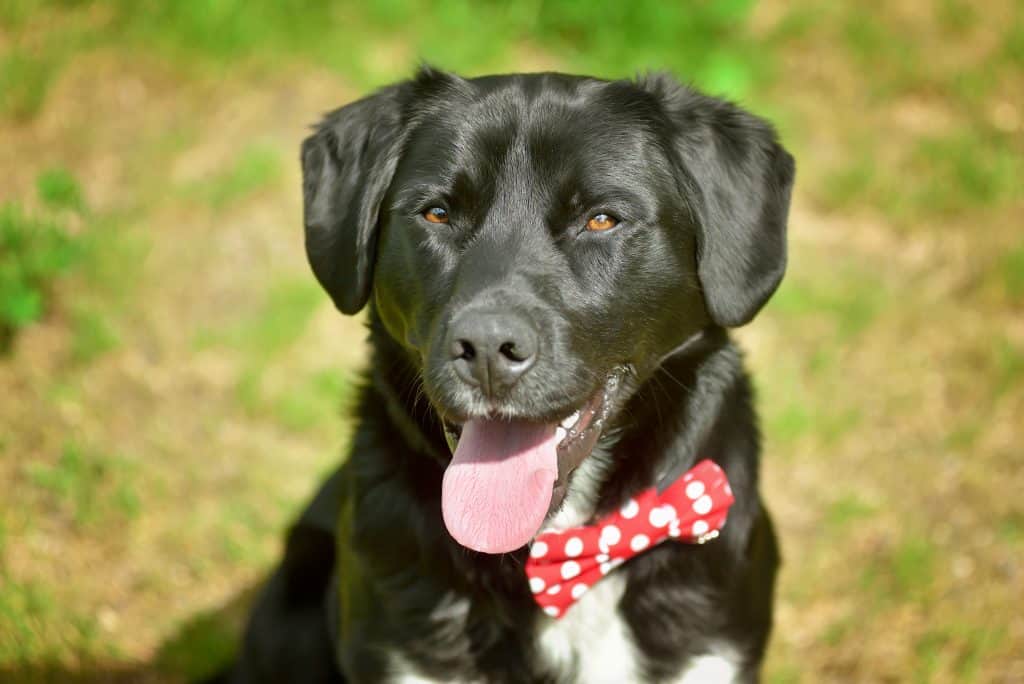 Black Labrador Retriever Greyhound Mix