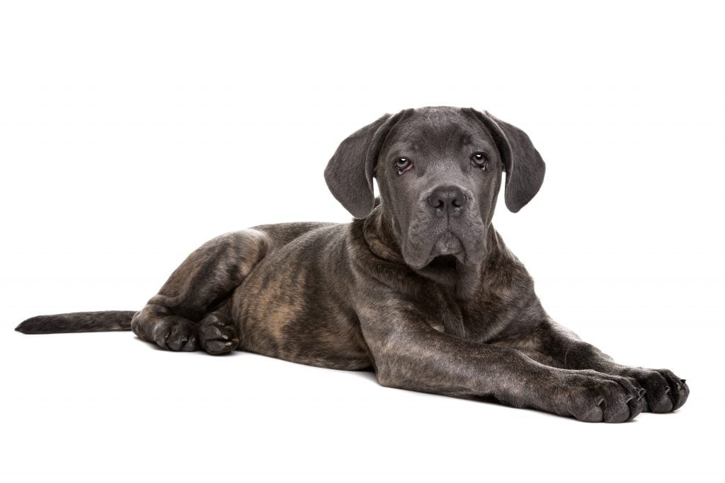 How Much Does a Black Brindle Cane Corso Cost?