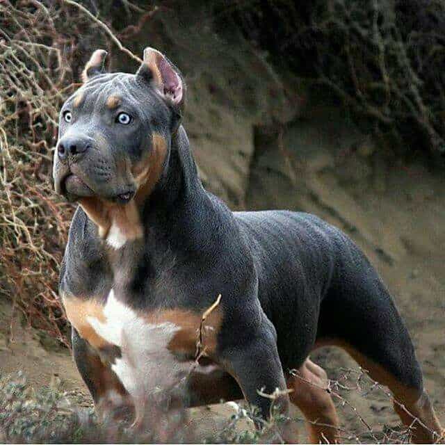 Black Pitbull Mastiff