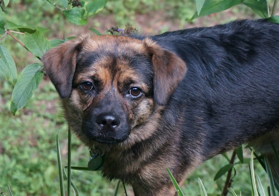 black puggle (Chihuahua Pug Mix)