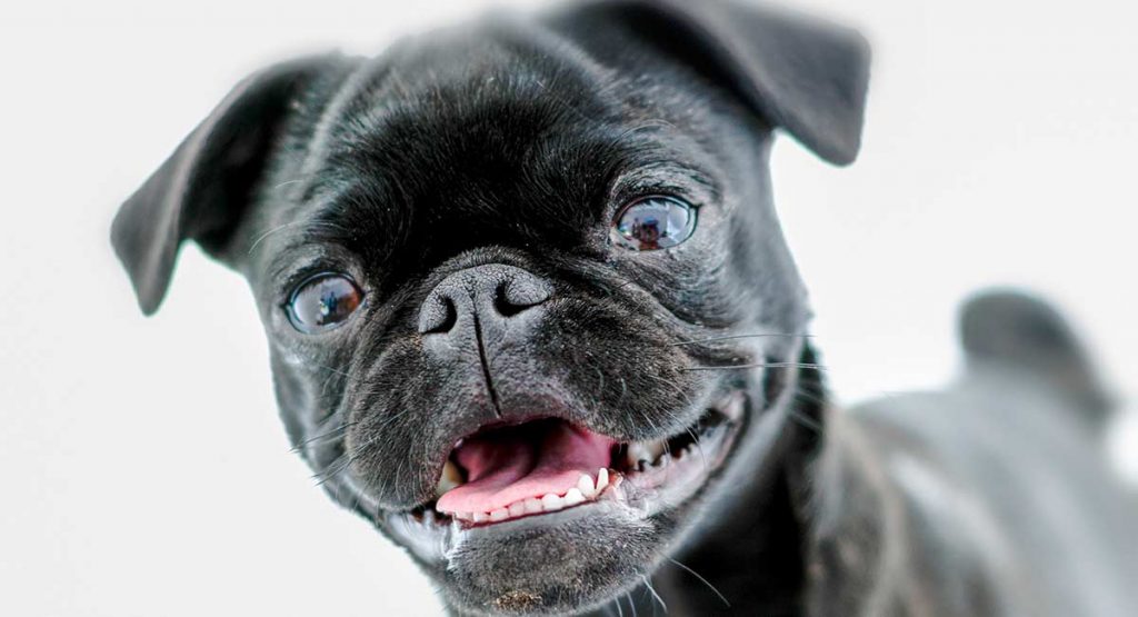 A small black teacup pug looks into the camera with mouth open