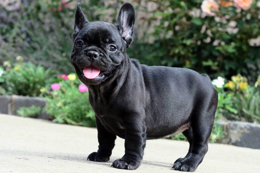 A black French bulldog puppy in a garden with flowers