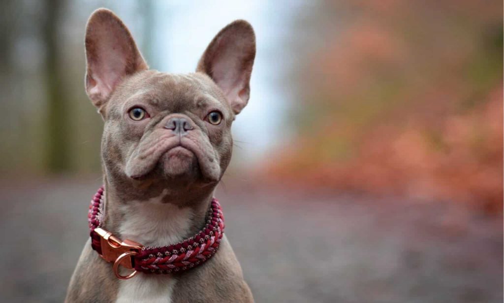 LOLONG Golf French Bulldog - Orange main image 1