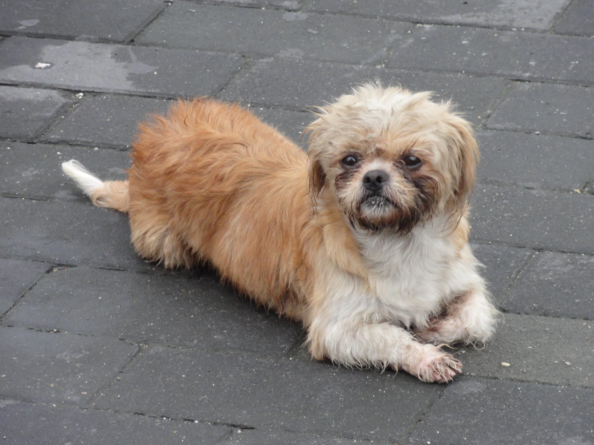 Teacup Pekingese Is It the Right Dog for You?