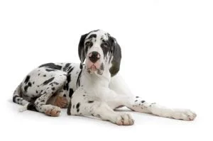 harlequin great dane