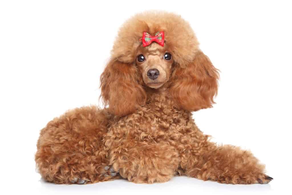 Red Toy Poodle