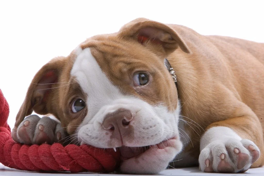 Brown Boxer Puppy