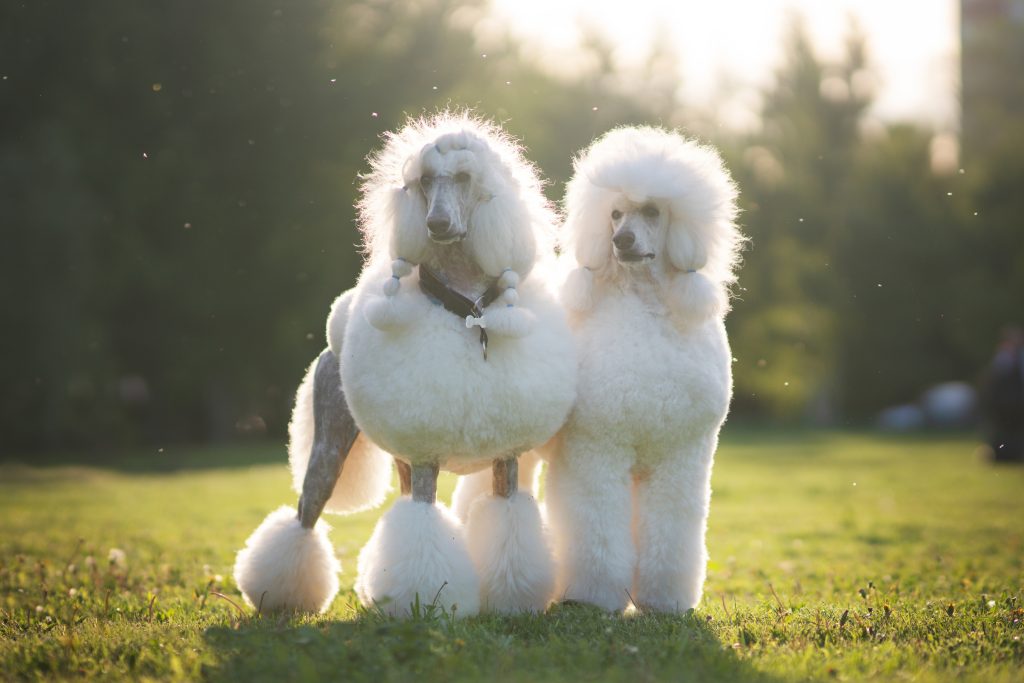 White Giant Poodles